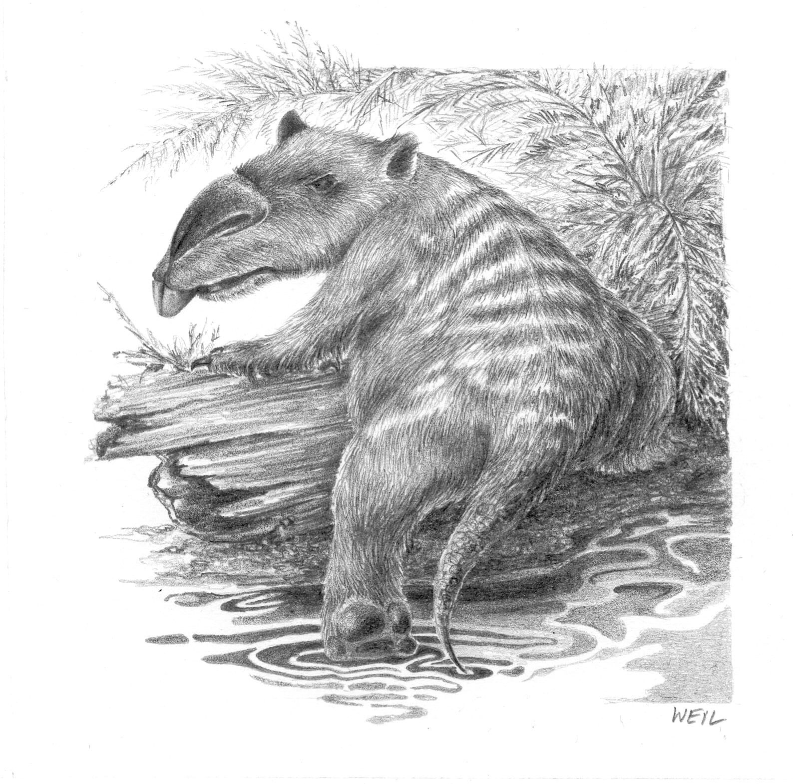 linda_weil_MythOfTheBunyip