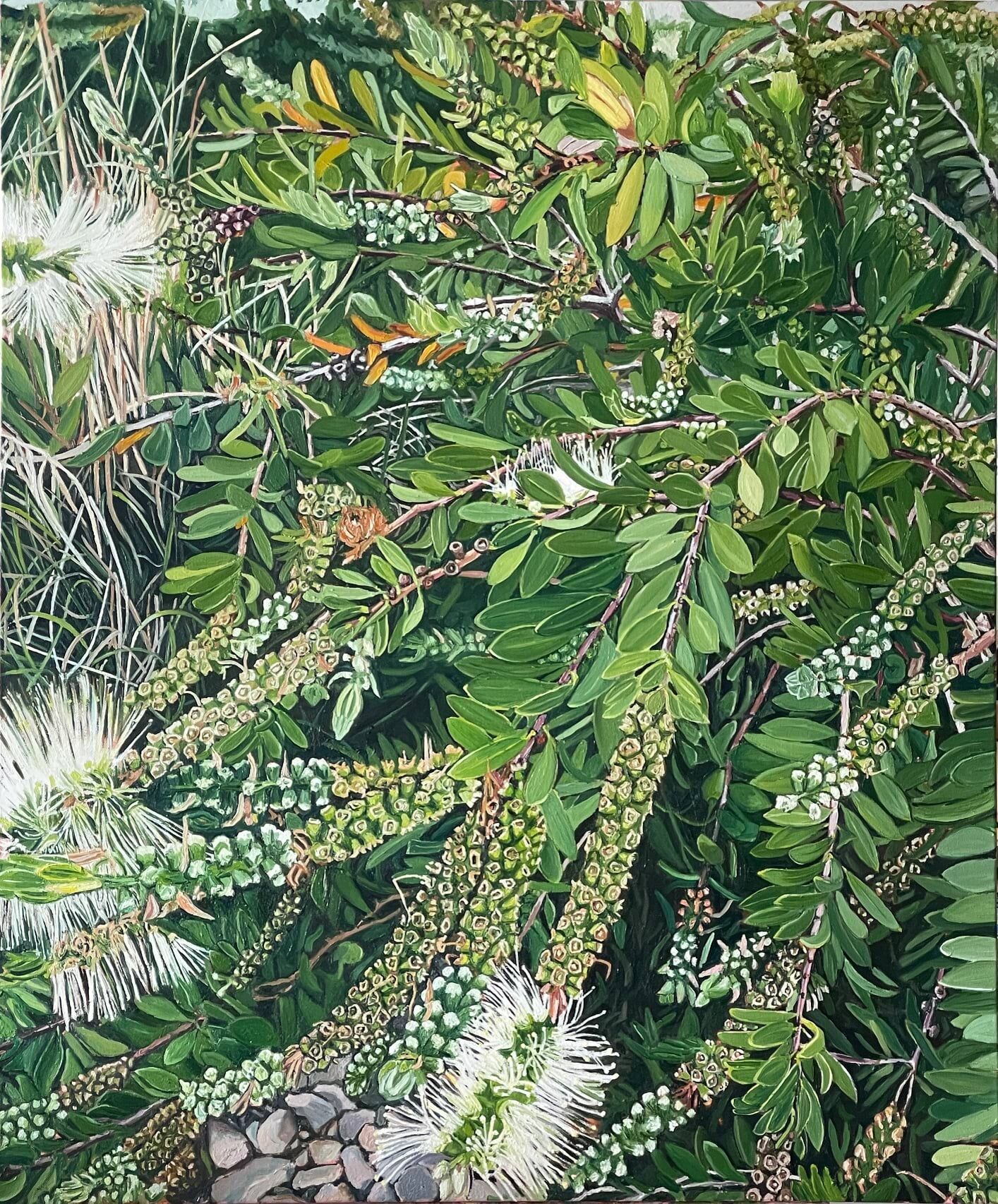 Callistemon.jpg