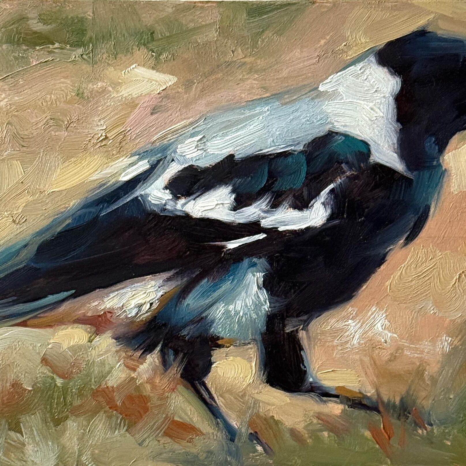 Magpie 24