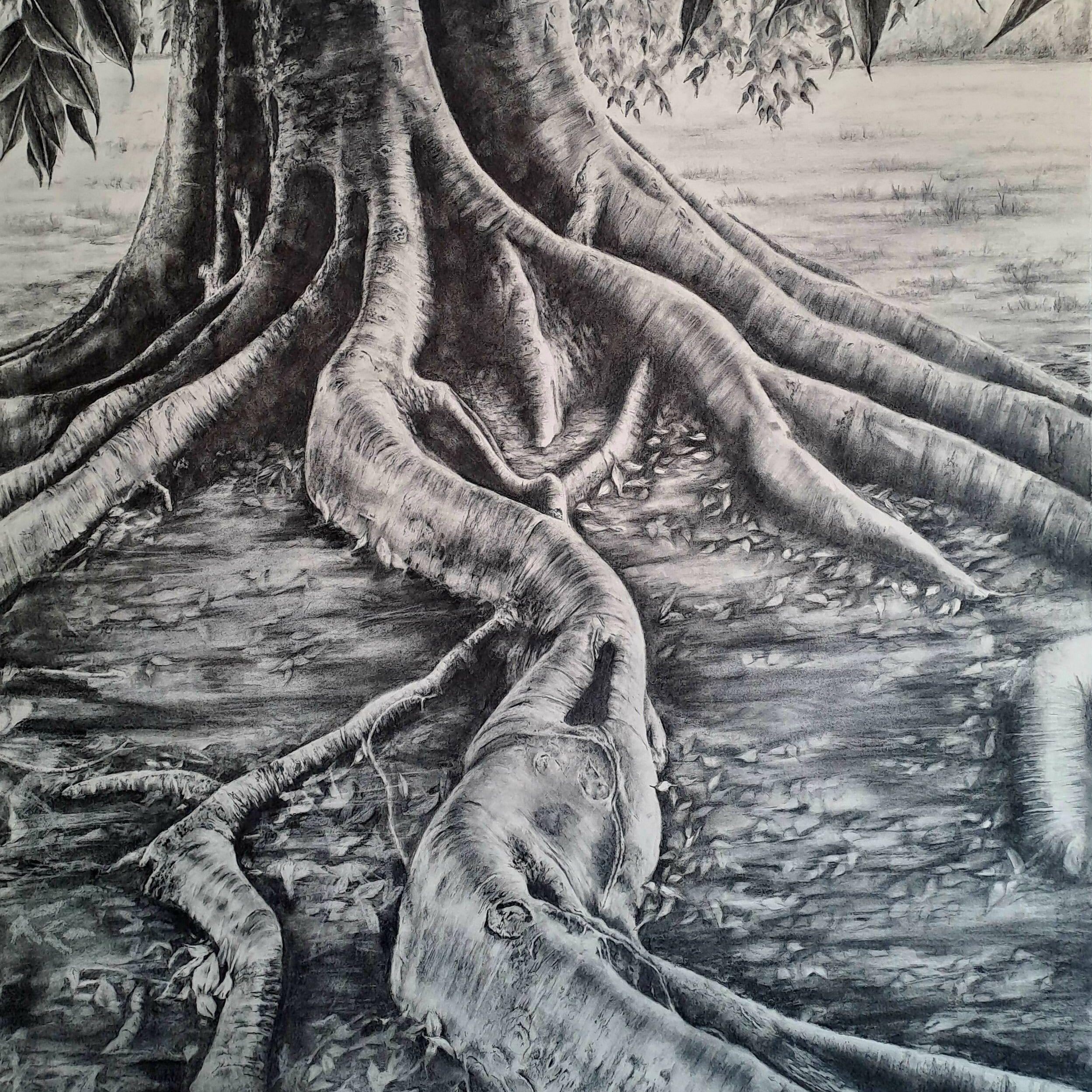 MoretonBay Fig2.jpg