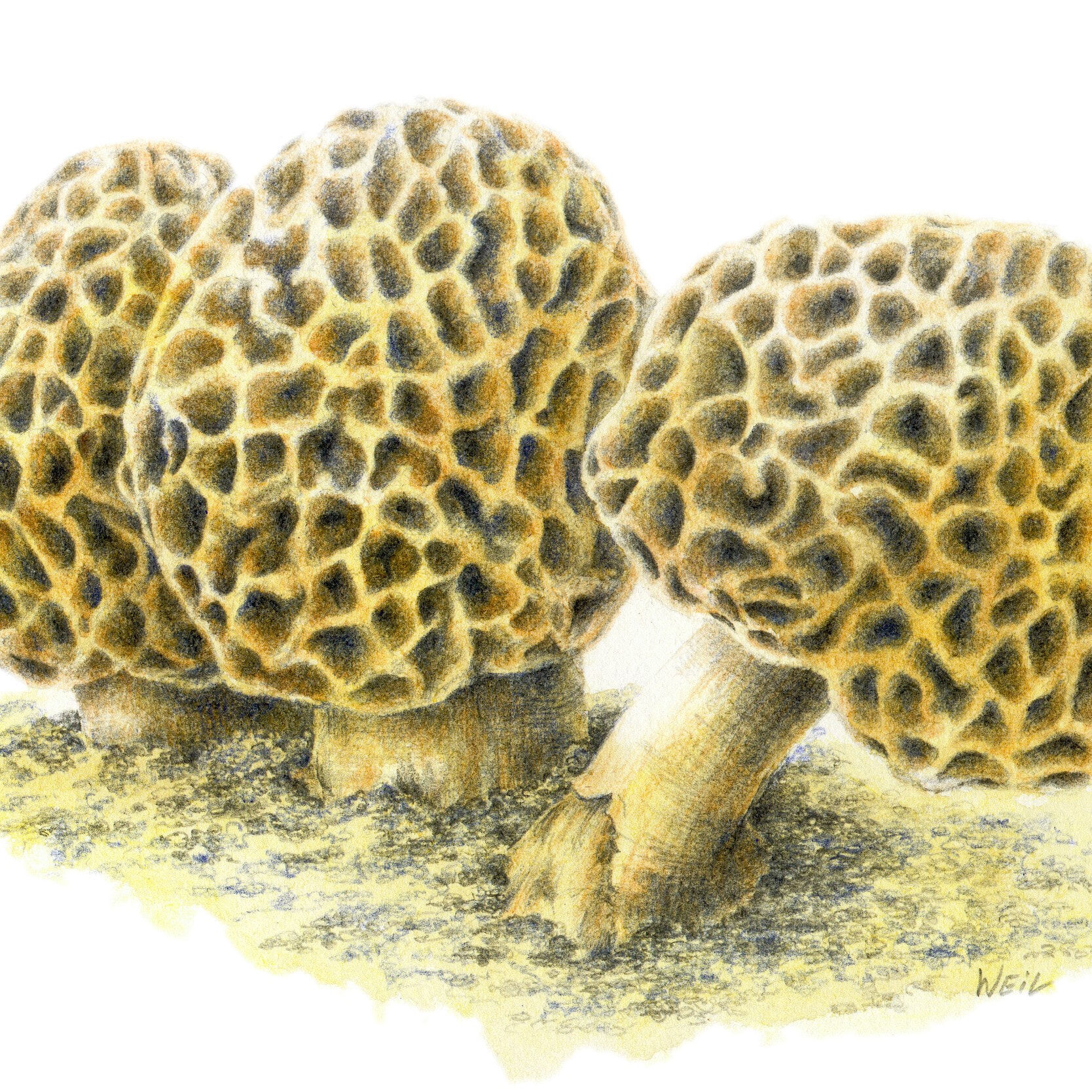 Morel Magic 