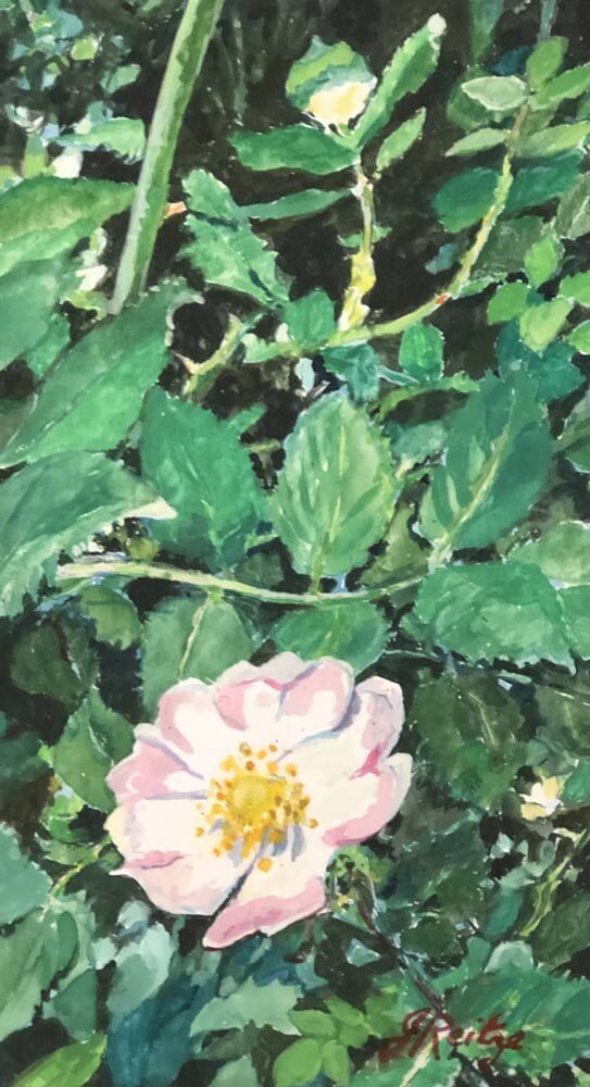 Briar Rose 2