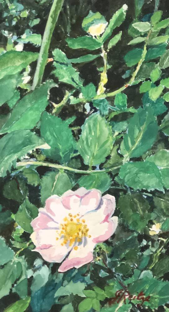 Briar Rose 2