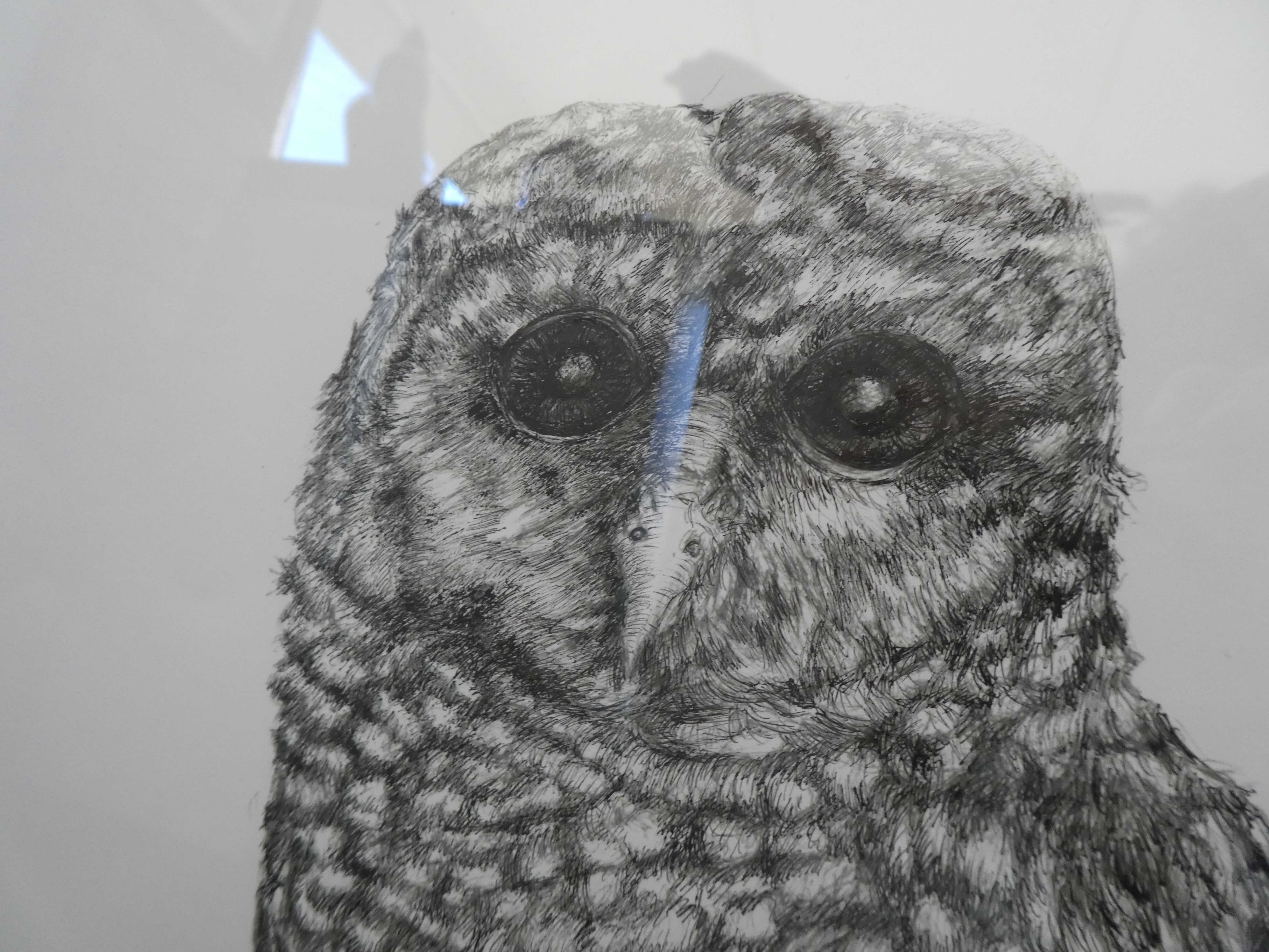 Betty_Collier_Barred_Owl_Close_Up_Head_lowRes