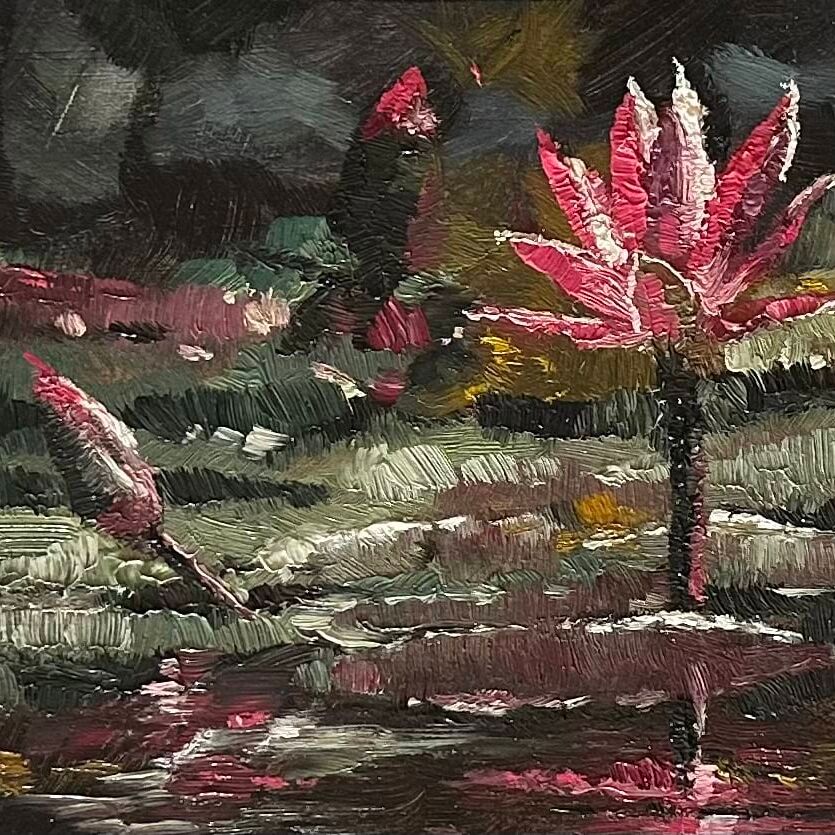 Water Lillies