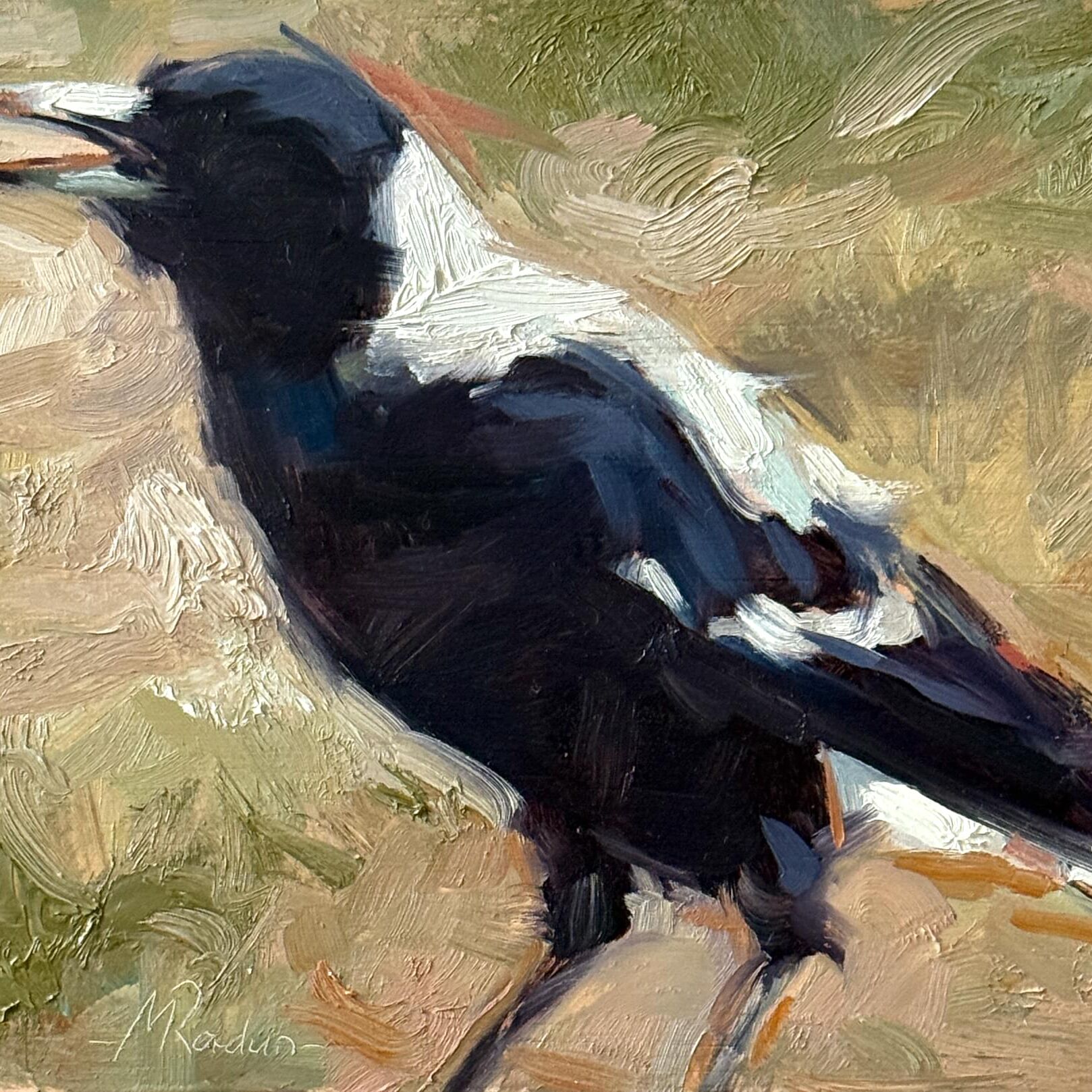 Magpie 34