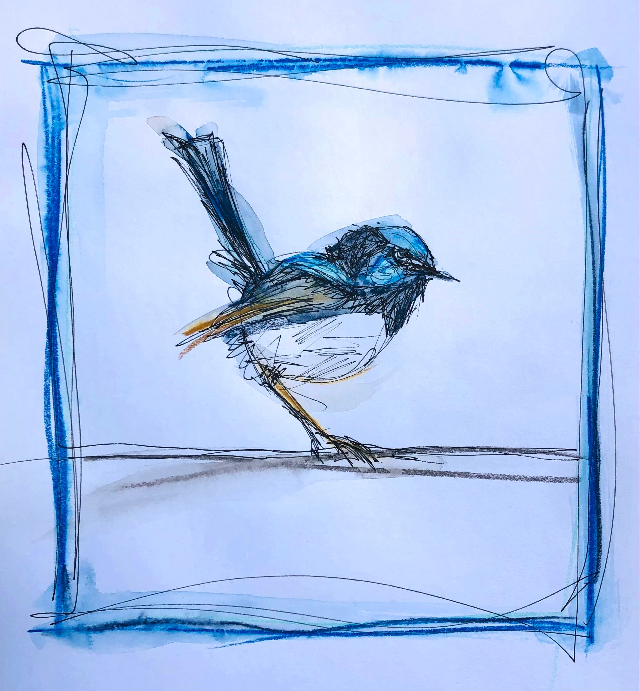 Fairy Wren .jpg