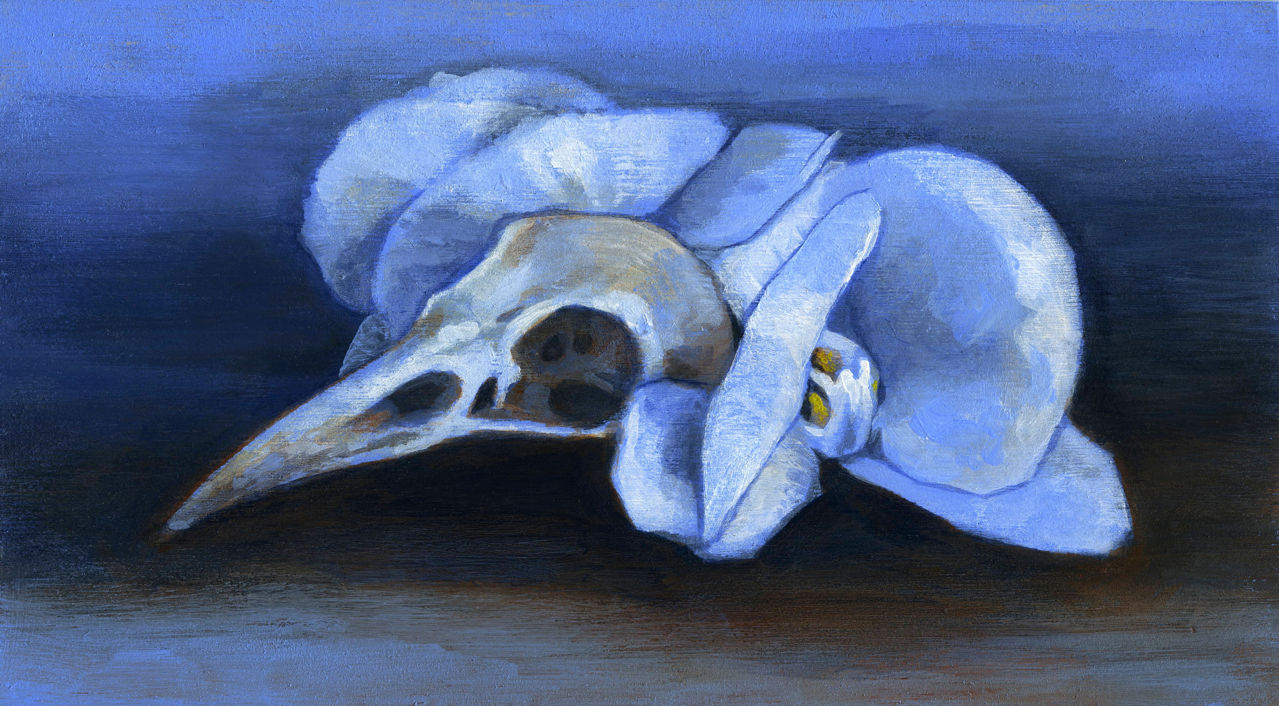 SkullOrchid.jpeg