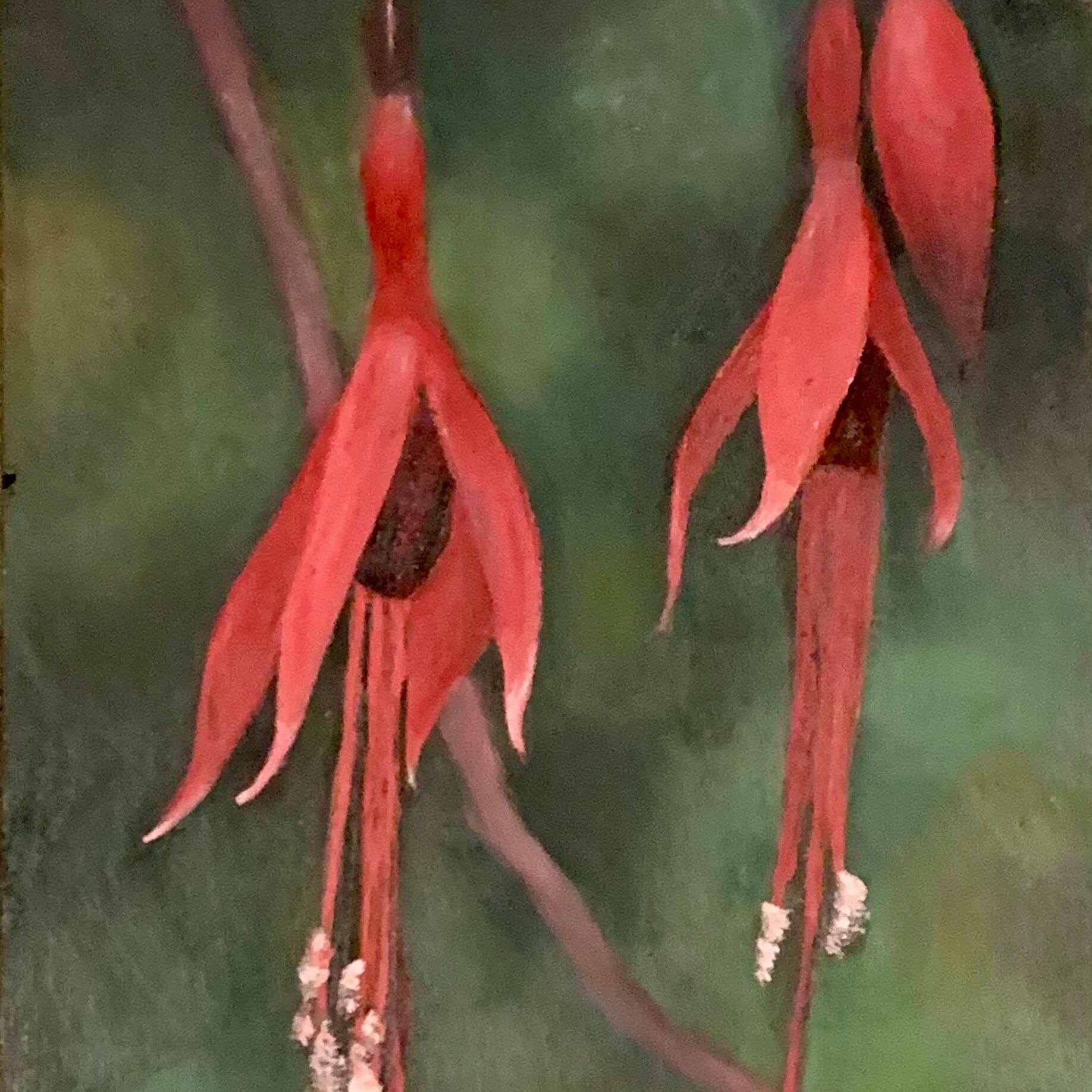 'Fuschias' Marg Picken Oil on board 9%22 x 5%22.jpeg