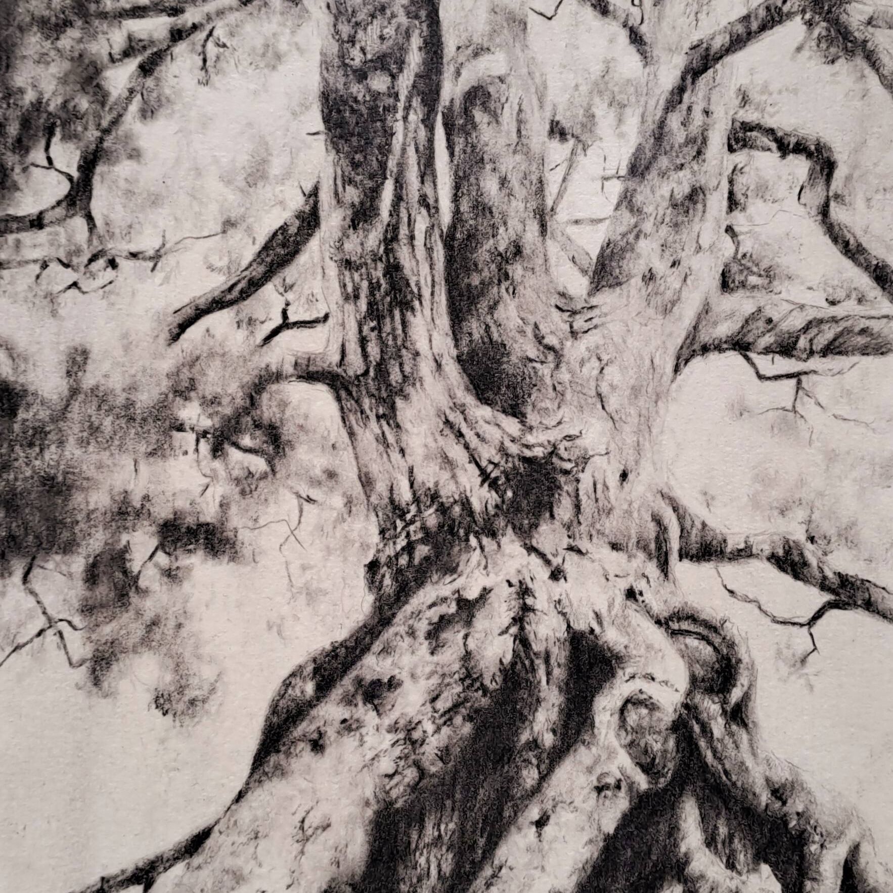 tree study 9x5.jpg