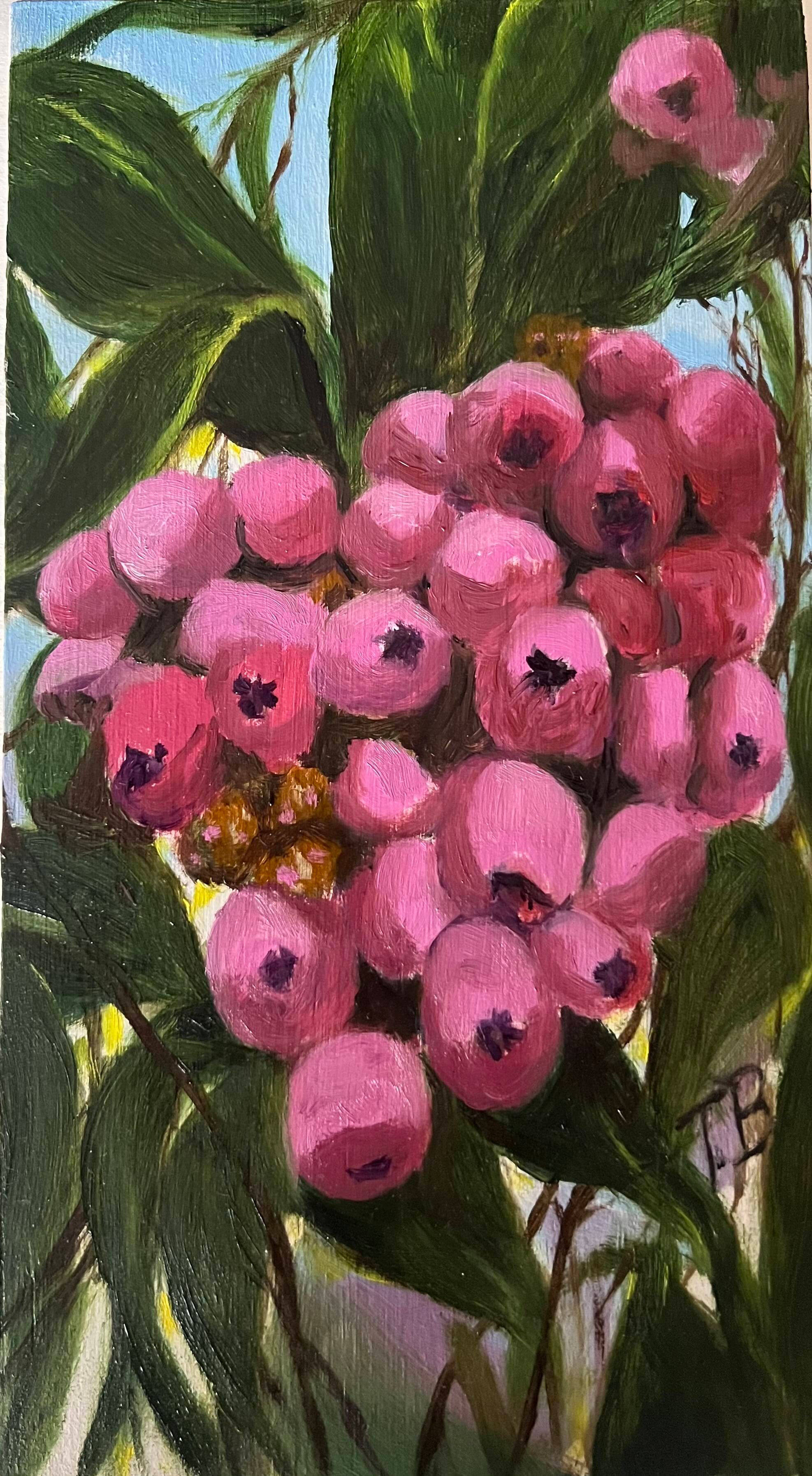Lilly Pillies