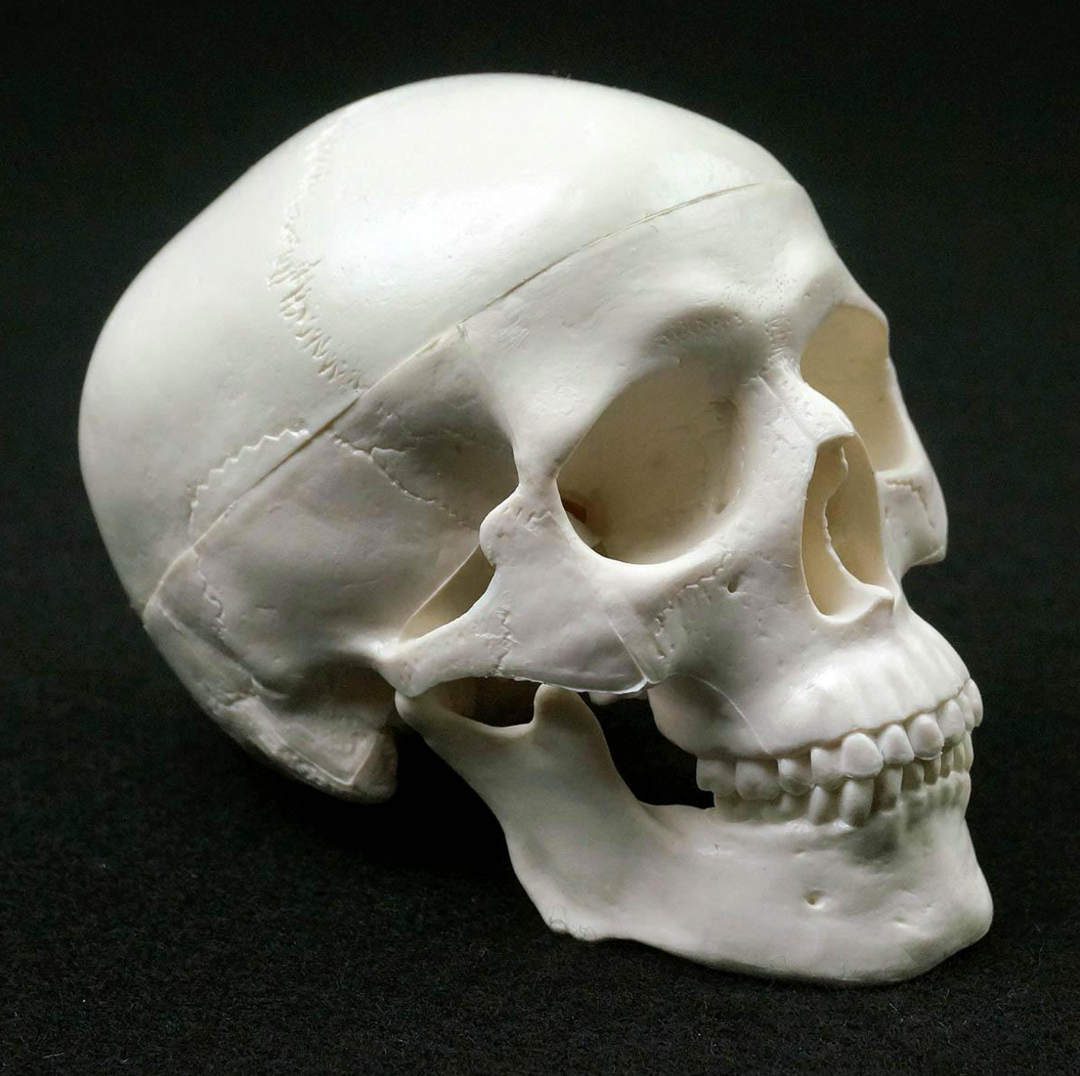 Human Skull