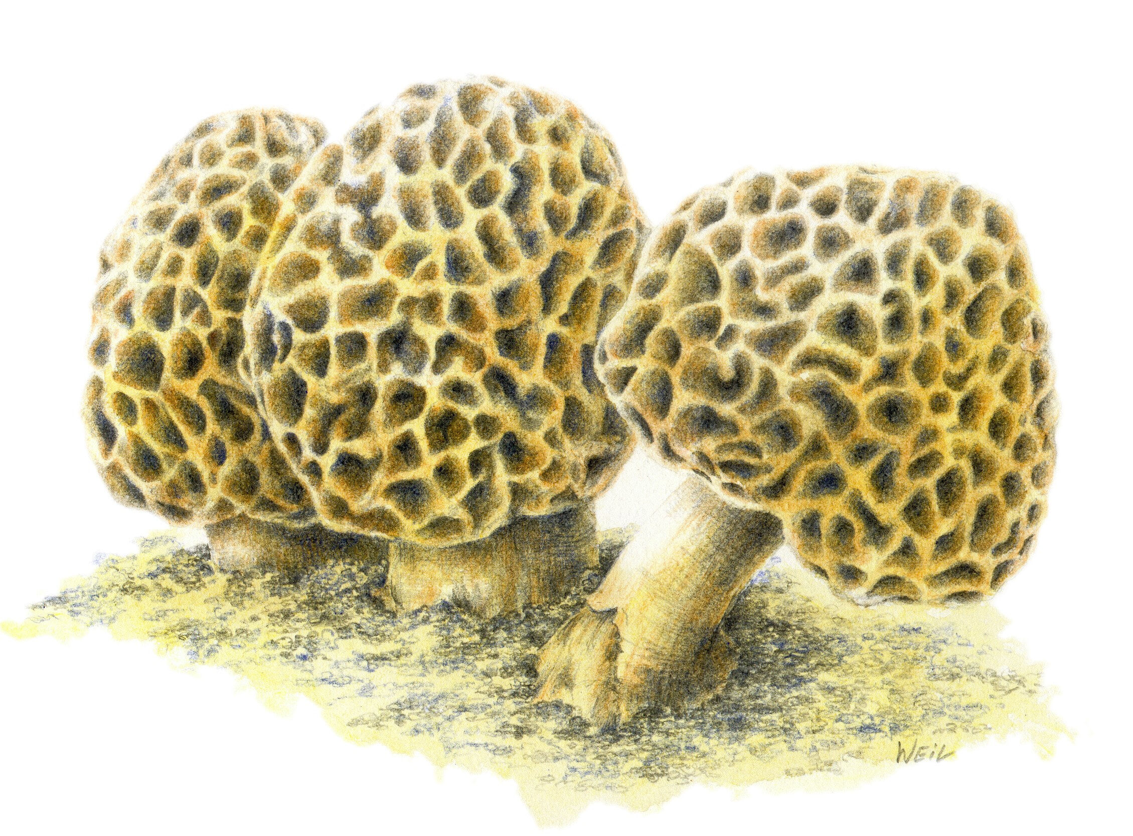 Morel Magic 