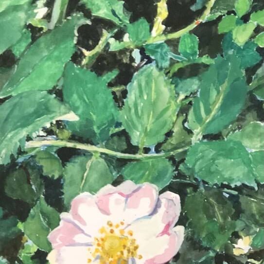 Briar Rose 2