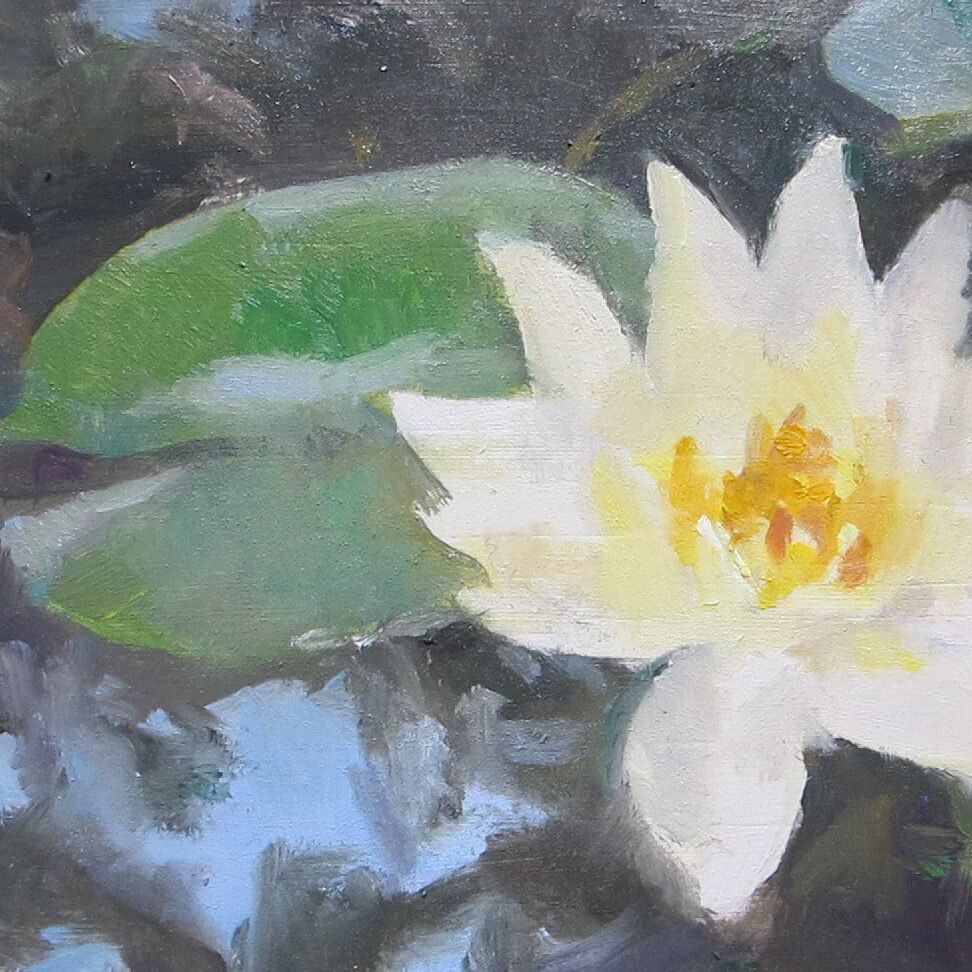 Waterlily