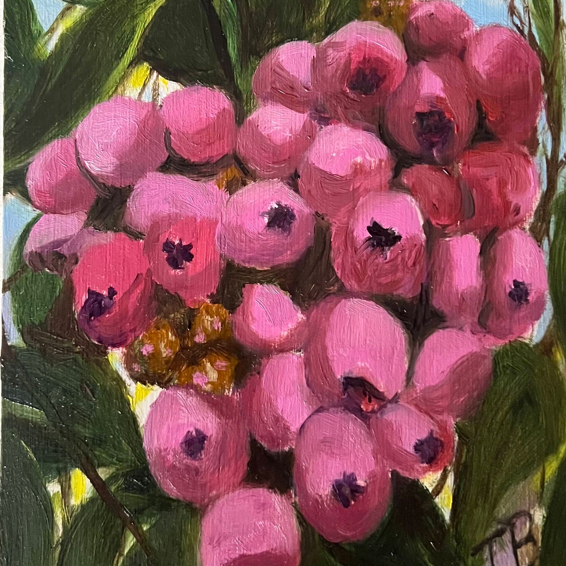 Lilly Pillies