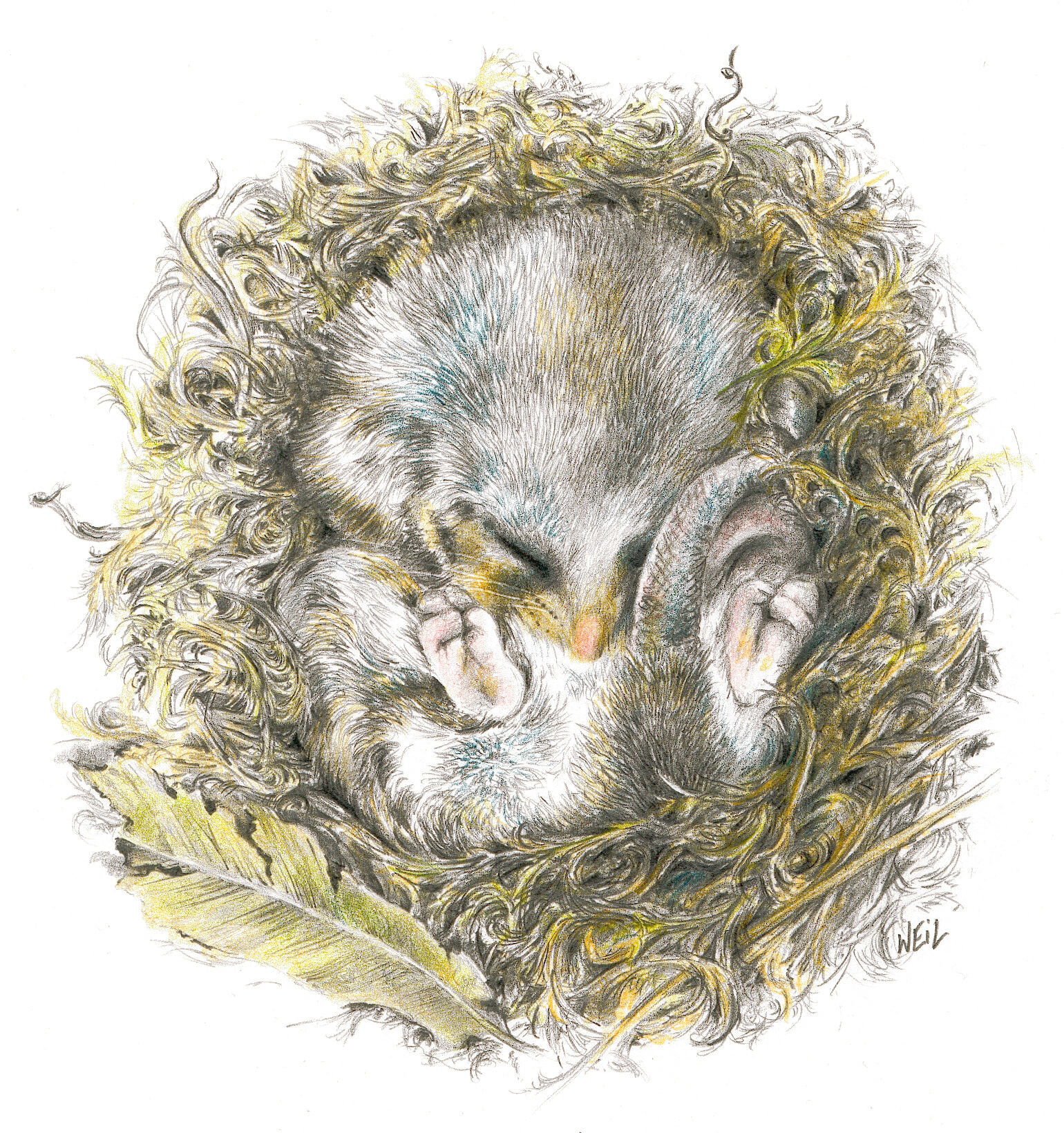 MountainPygmyPossum