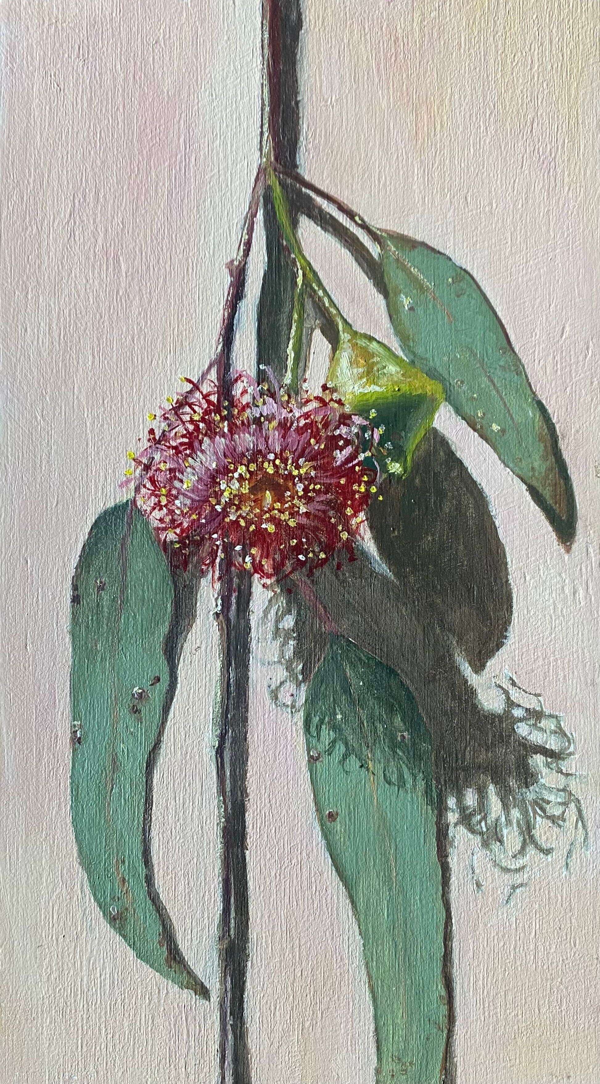 Flowering Gum (Edit)