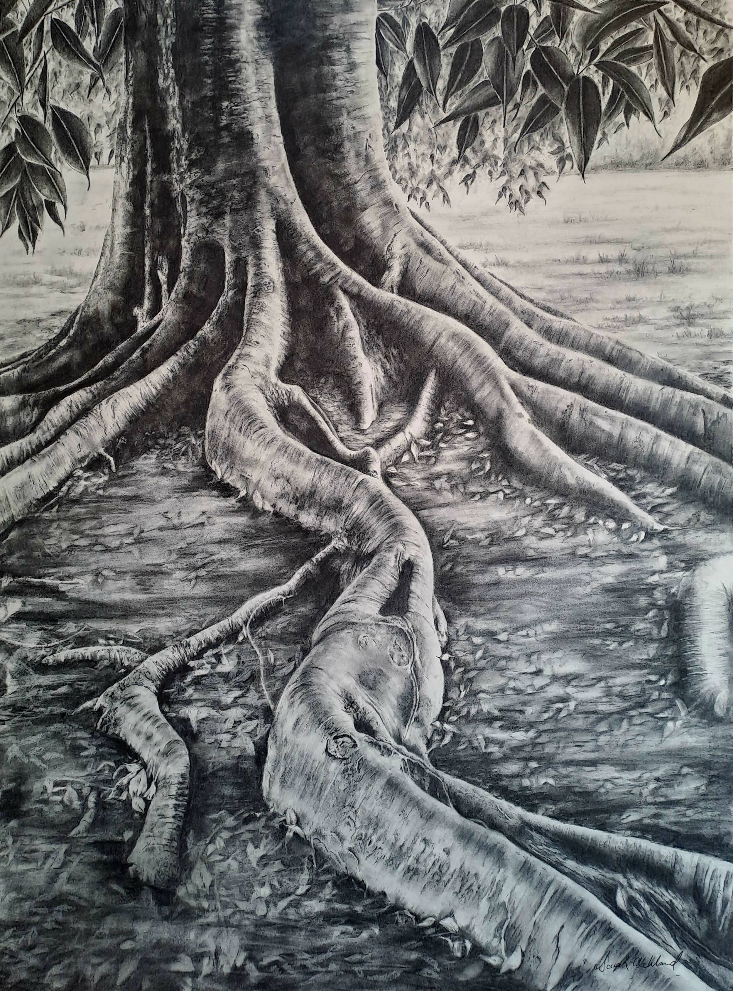 MoretonBay Fig2.jpg