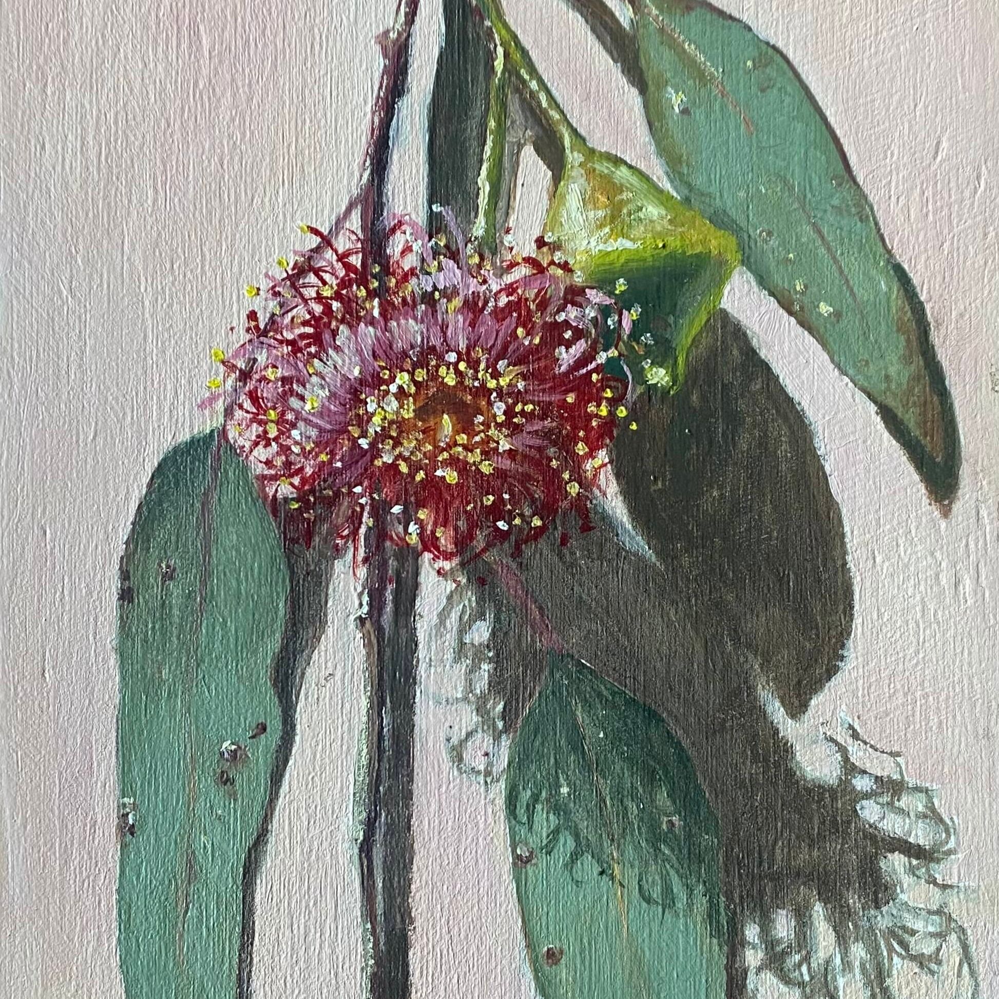 Flowering Gum (Edit)