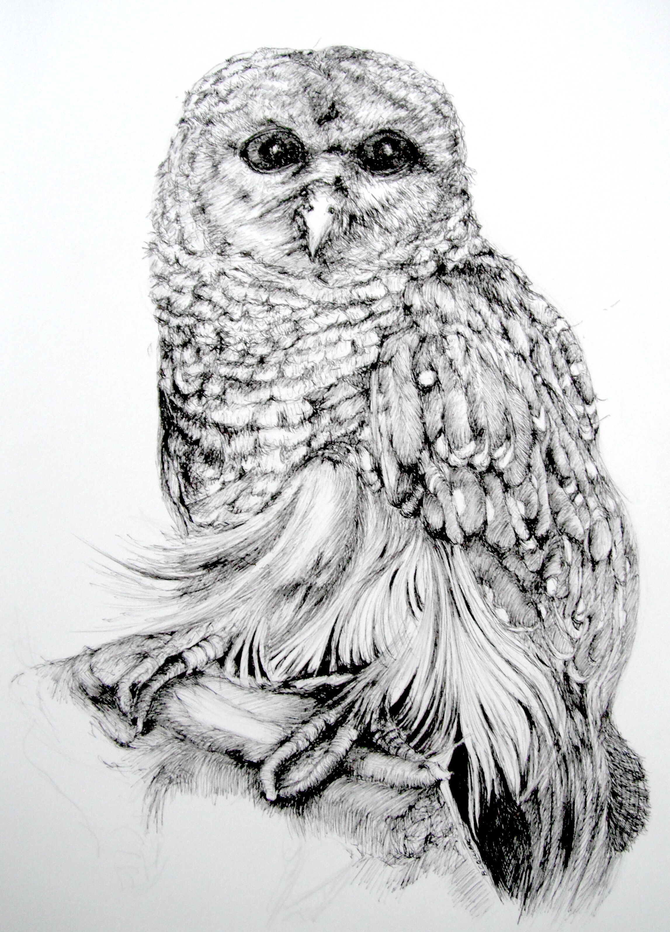 Betty_Collier_Barred_Owl_Before_Framing%202